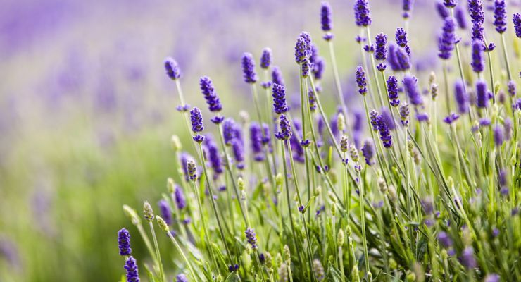 Fotolia 62385447 Subscription Monthly M
